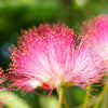 Bloomables® Summer Chocolate Mimosa Tree