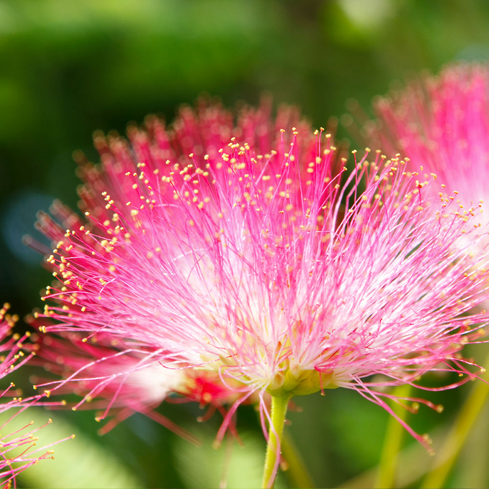 Bloomables® Summer Chocolate Mimosa Tree