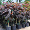 Bloomables® Summer Chocolate Mimosa Tree