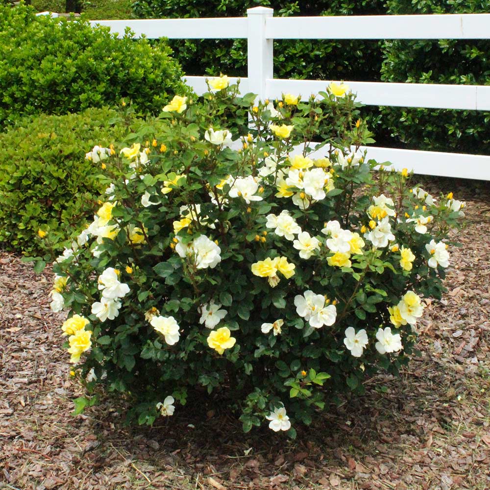 Sunny Knock Out® Rose