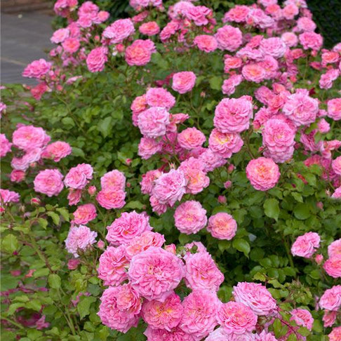 Sweet Drift® Rose