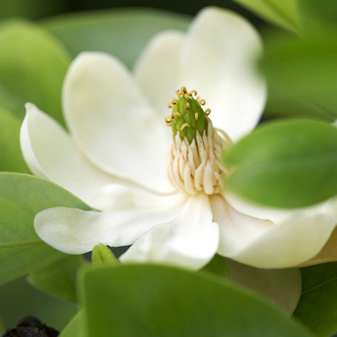 Sweetbay Magnolia Tree