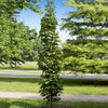 Slender Silhouette Sweetgum Tree