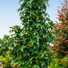 Slender Silhouette Sweetgum Tree