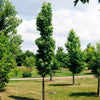 Slender Silhouette Sweetgum Tree