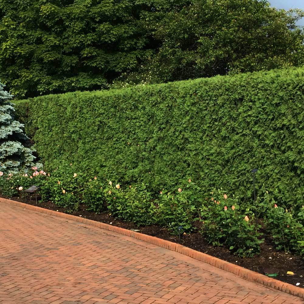 Techny Cold Hardy Thuja Tree