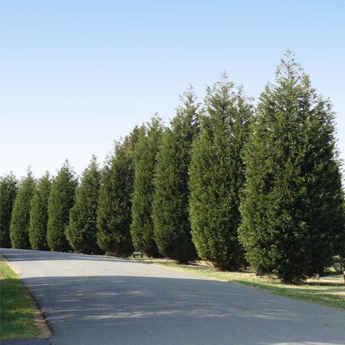 Techny Cold Hardy Thuja Tree