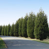 Techny Cold Hardy Thuja Tree