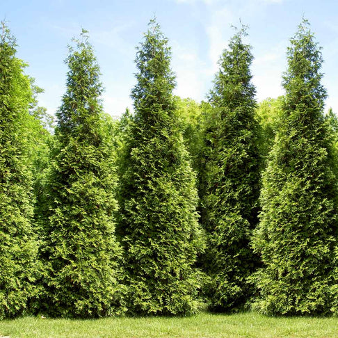 Junior Giant Thuja Tree