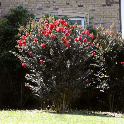 Thunderstruck™ Coral Boom™ Crape Myrtle Tree