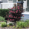 Thunderstruck™ Coral Boom™ Crape Myrtle Tree