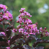 Thunderstruck™ Lavender Blast™ Crape Myrtle Tree