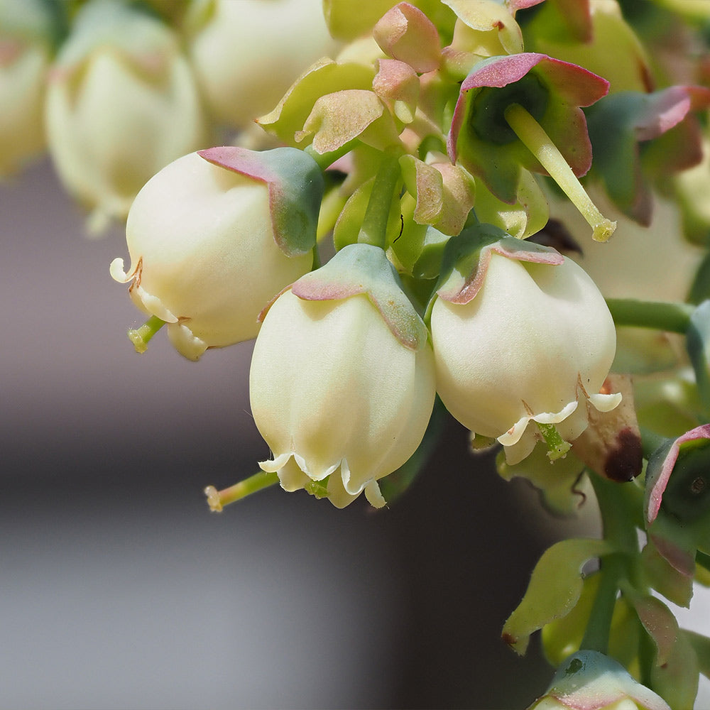 Top Hat Blueberry Bush
