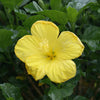 Yellow Tropical Hibiscus Tree