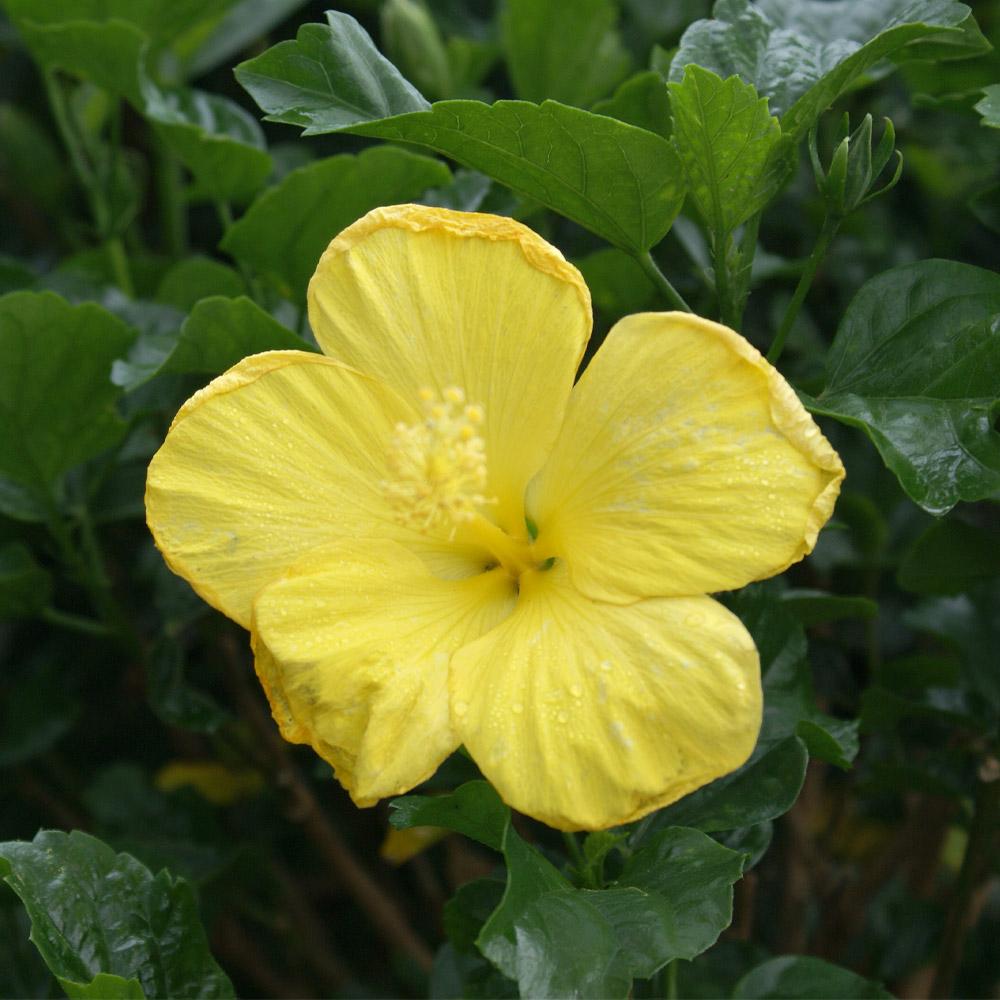 Yellow Tropical Hibiscus Tree
