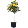 Yellow Tropical Hibiscus Tree