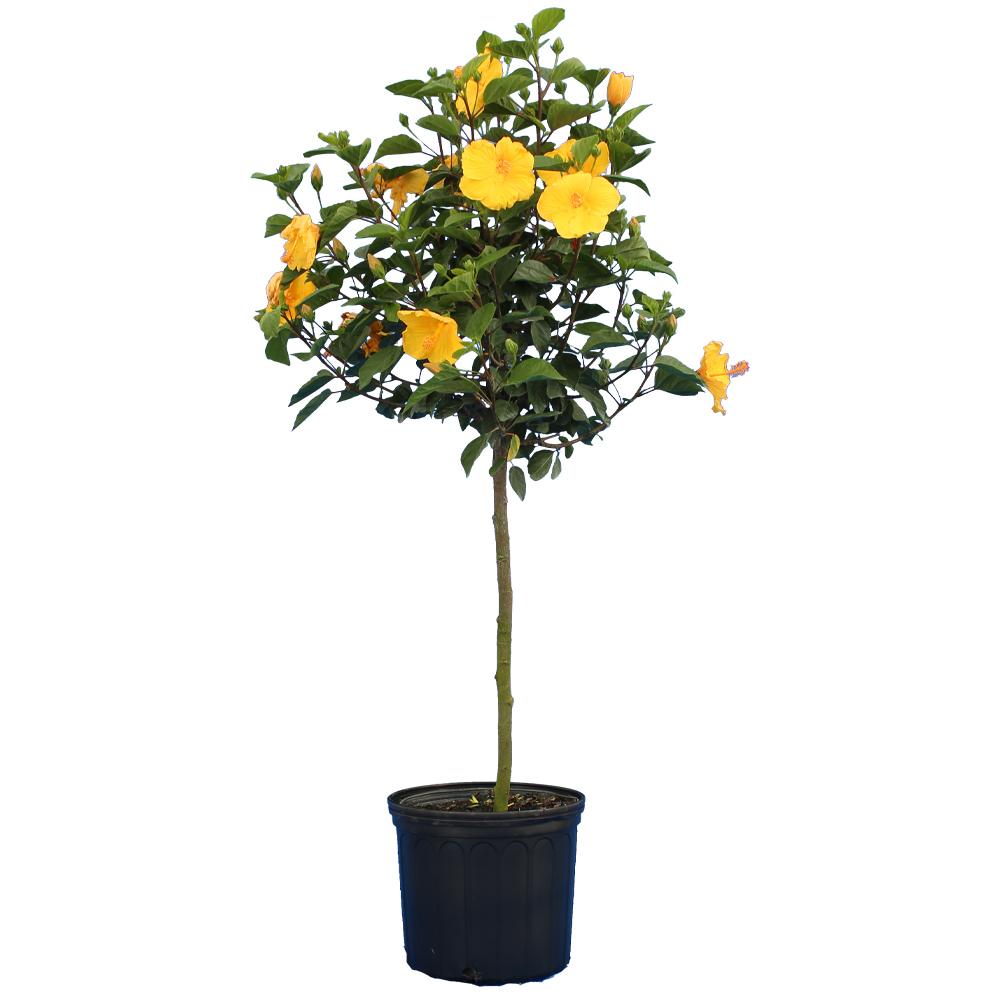 Yellow Tropical Hibiscus Tree
