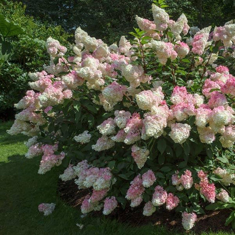 Vanilla Strawberry Hydrangea Shrub