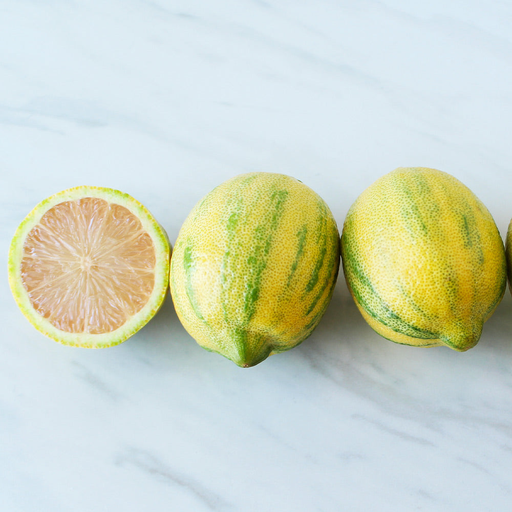 Pink Variegated Eureka Lemon Bush