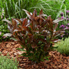 Coppertop® Sweet Viburnum Shrub