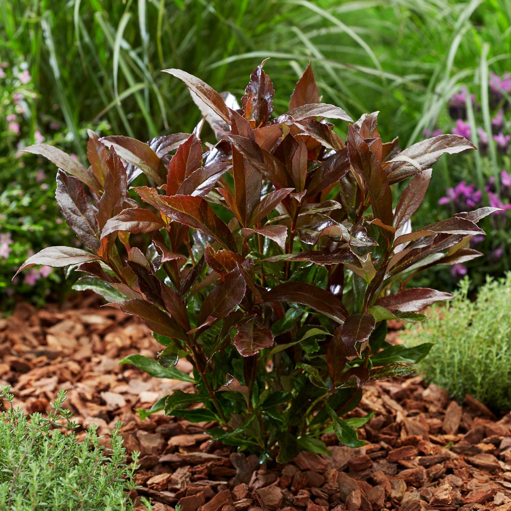 Coppertop® Sweet Viburnum Shrub