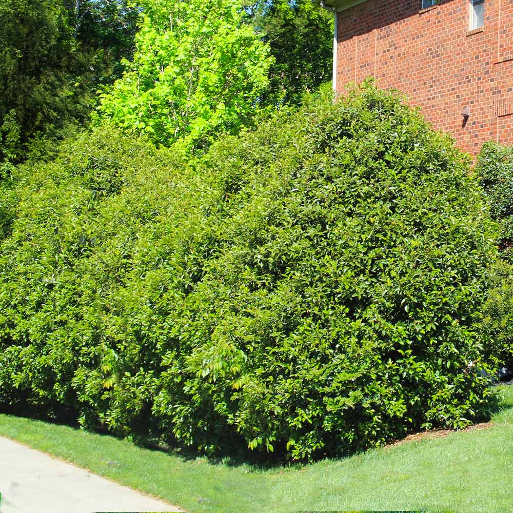 Recurve Ligustrum Shrub (Ligustrum Recurvifolium)