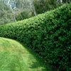 Waxleaf Privet Shrub