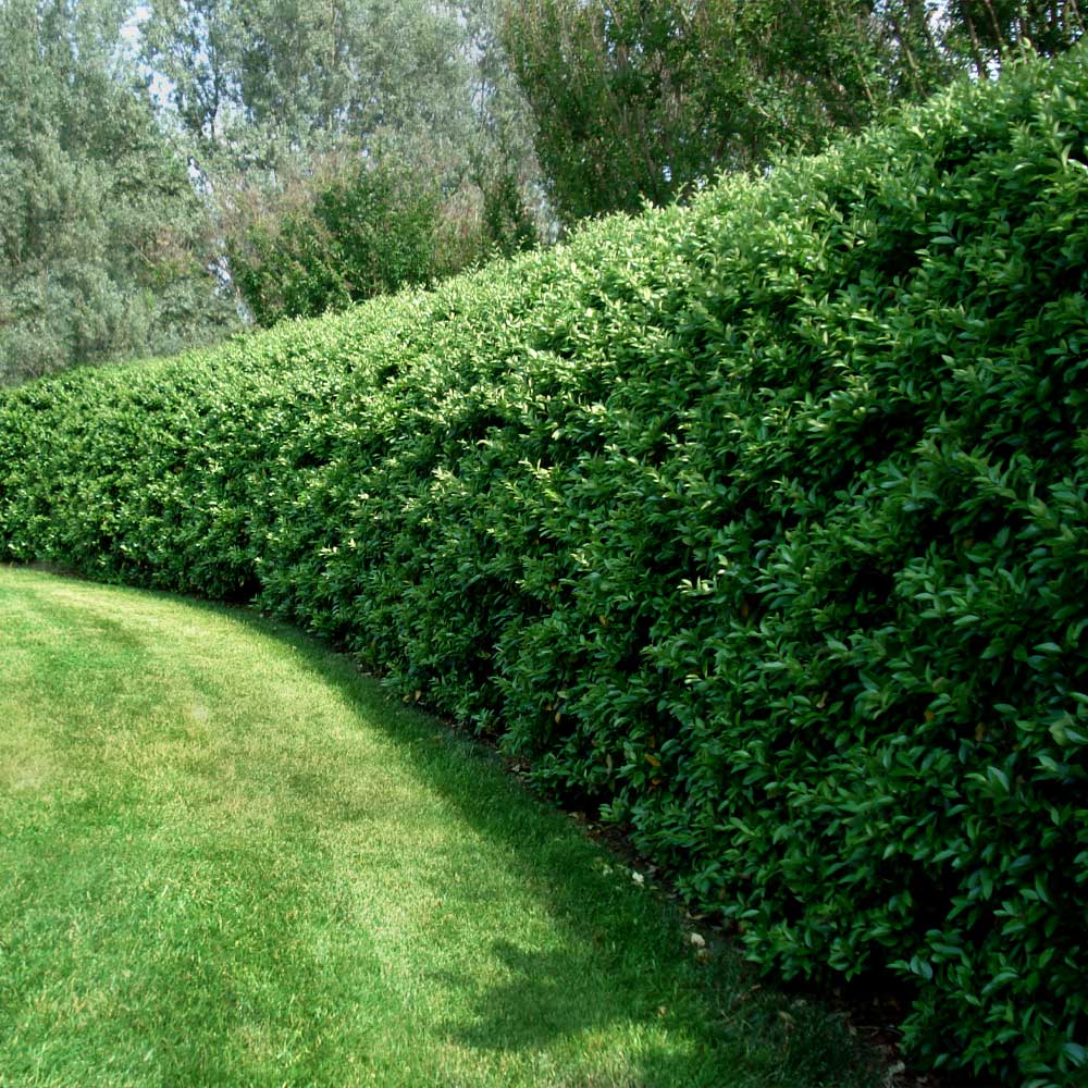 Waxleaf Privet Shrub
