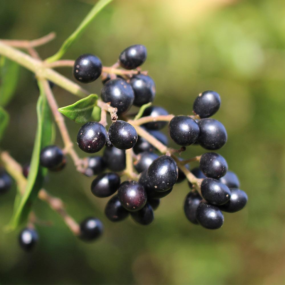 Waxleaf Privet Shrub