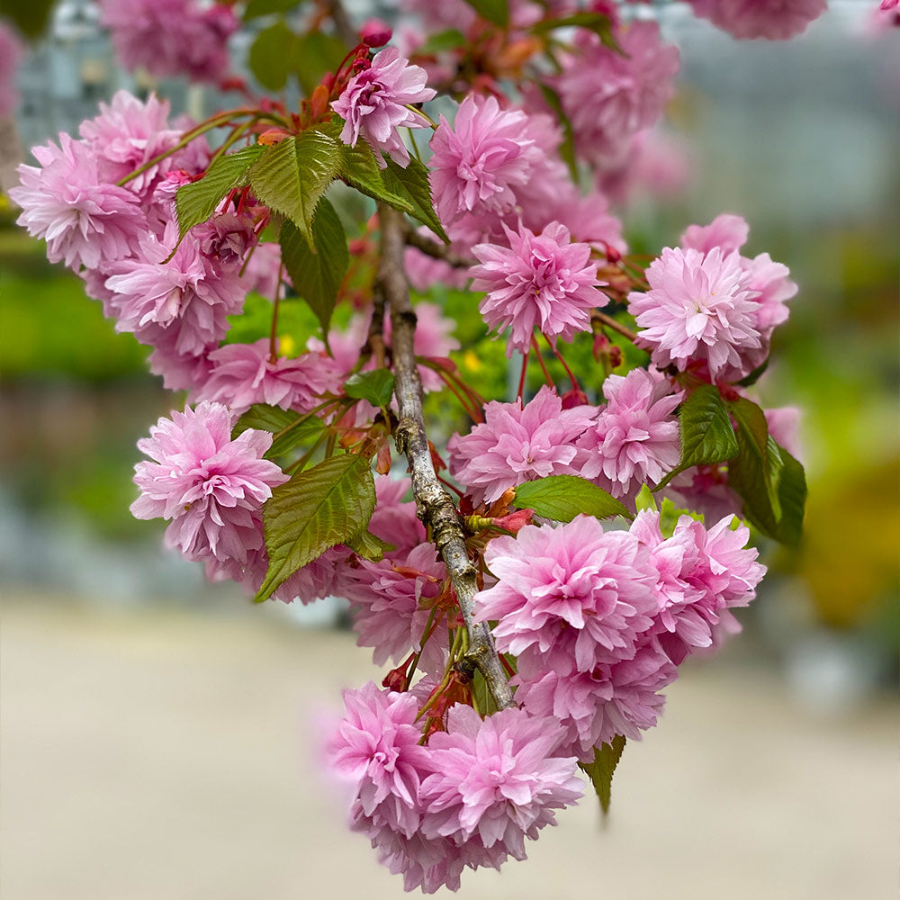 Proven Winners® Weeping Extraordinaire™ Cherry Tree