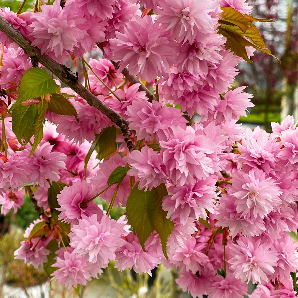 Proven Winners® Weeping Extraordinaire™ Cherry Tree