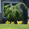 Proven Winners® Weeping Extraordinaire™ Cherry Tree