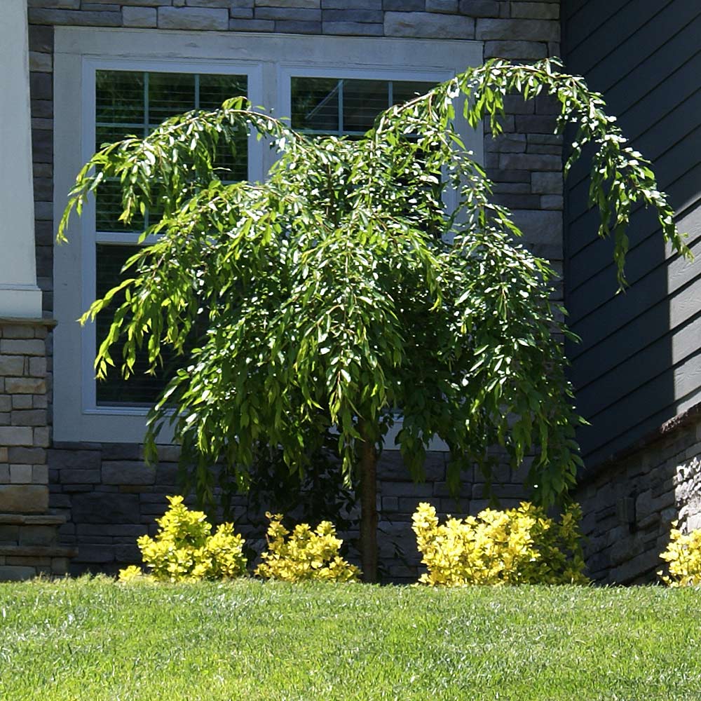 Proven Winners® Weeping Extraordinaire™ Cherry Tree