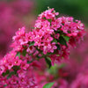 Proven Winners® Sonic Bloom® Weigela Shrub