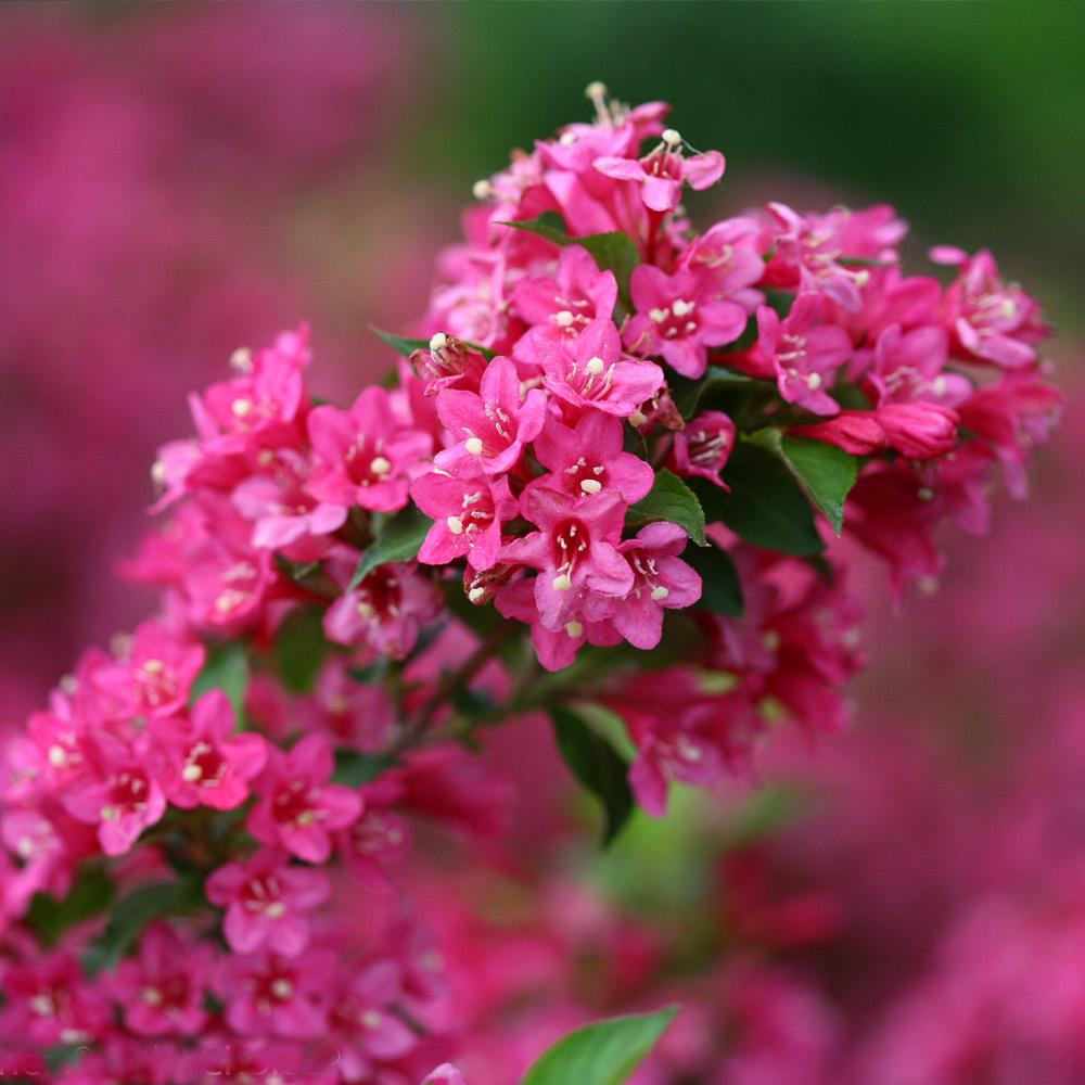 Proven Winners® Sonic Bloom® Weigela Shrub