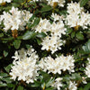 White Rhododendron