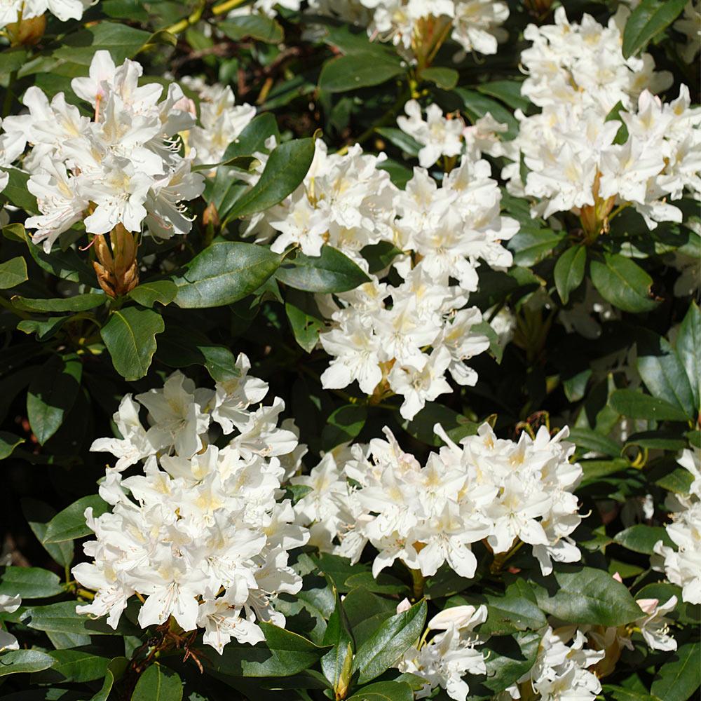 White Rhododendron