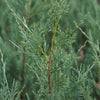 Juniper 'Wichita Blue' Tree