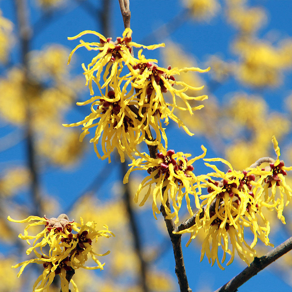Common Witch Hazel Shrub