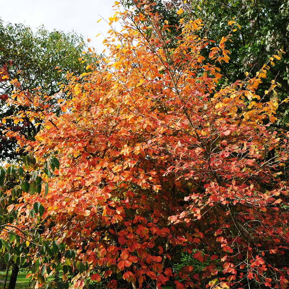 Common Witch Hazel Shrub