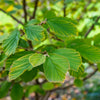 Common Witch Hazel Shrub