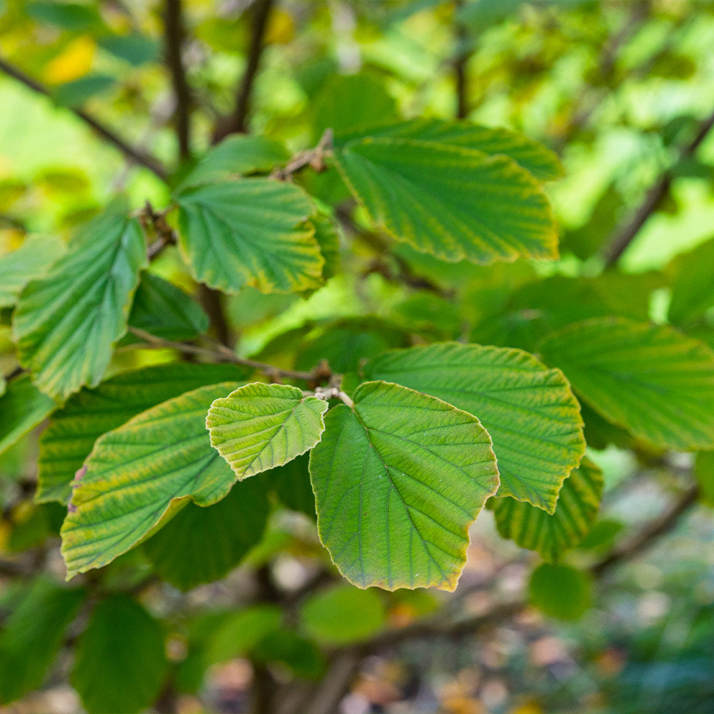 Common Witch Hazel Shrub