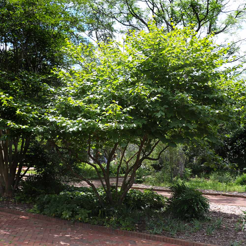 Diane Witch Hazel Shrub