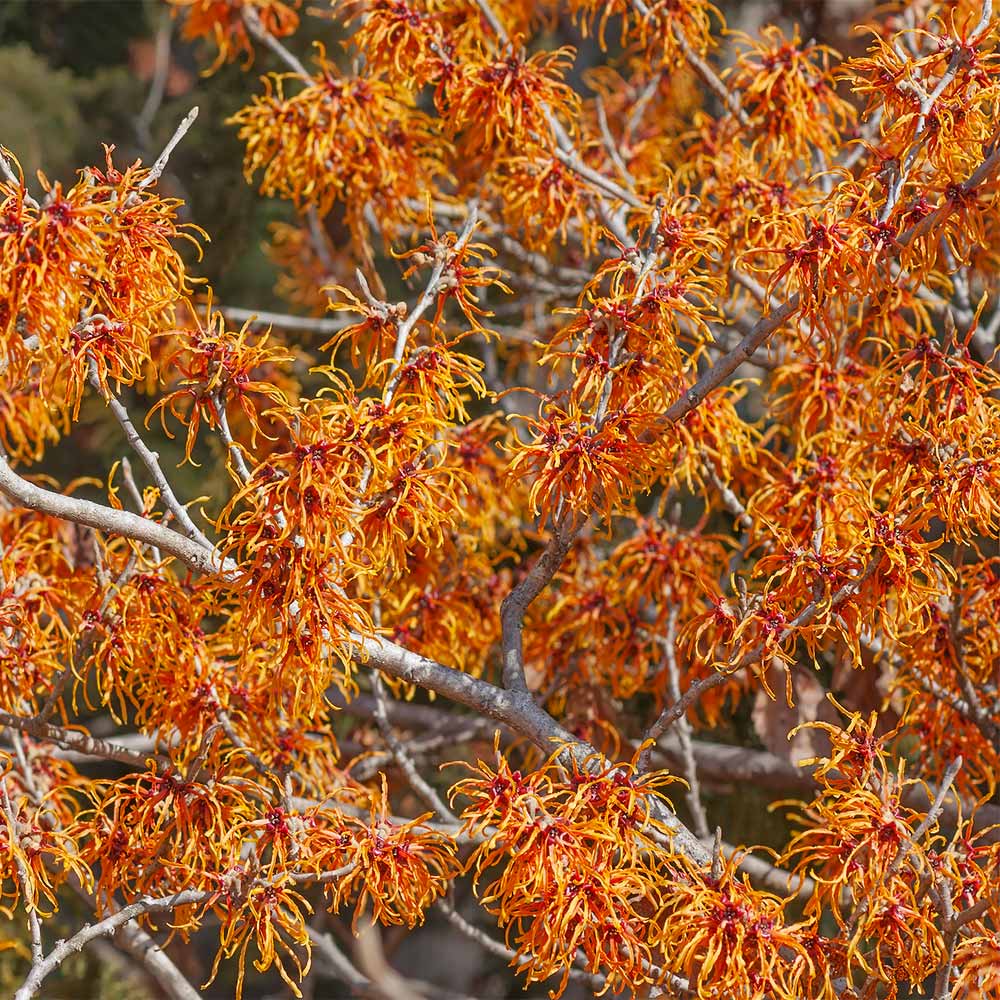 Jelena Witch Hazel Shrub