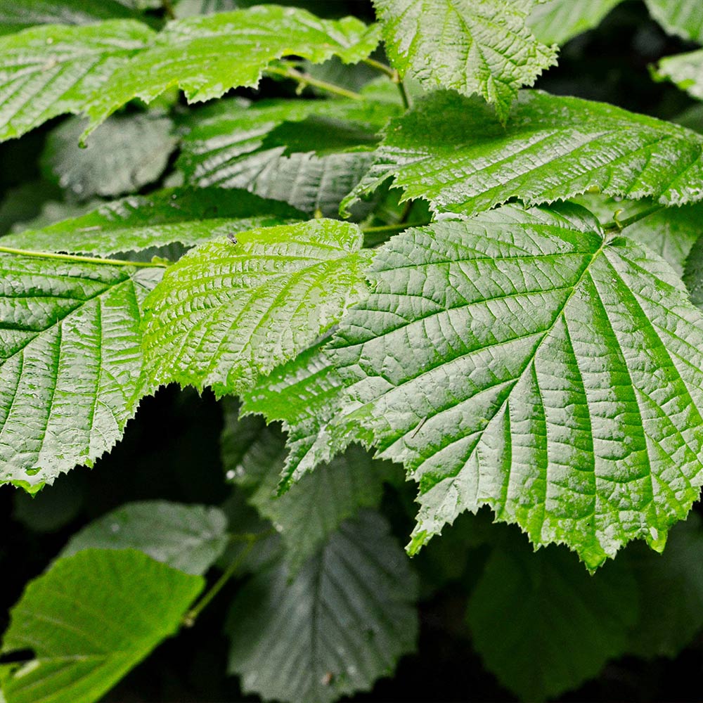 Jelena Witch Hazel Shrub