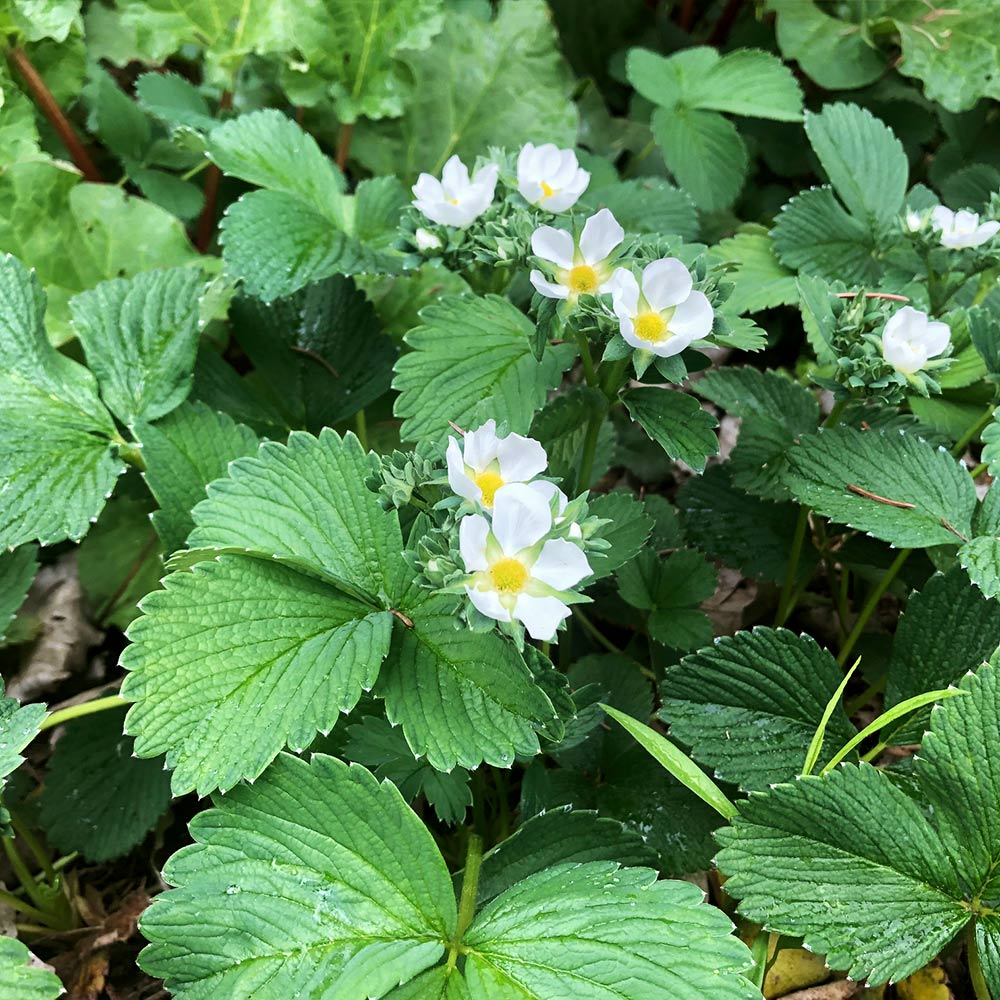 White Pineberry Strawberry