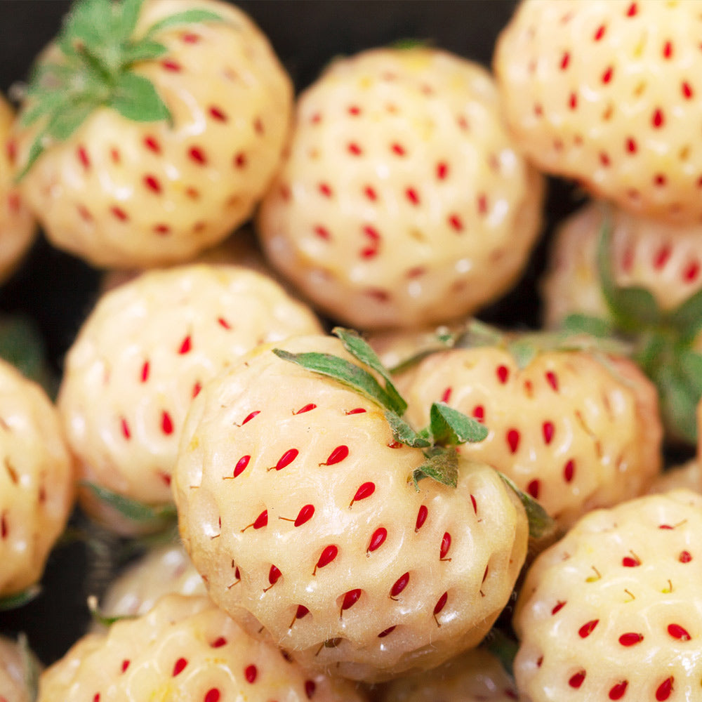 White Pineberry Strawberry