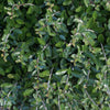Dwarf Yaupon Holly Shrub