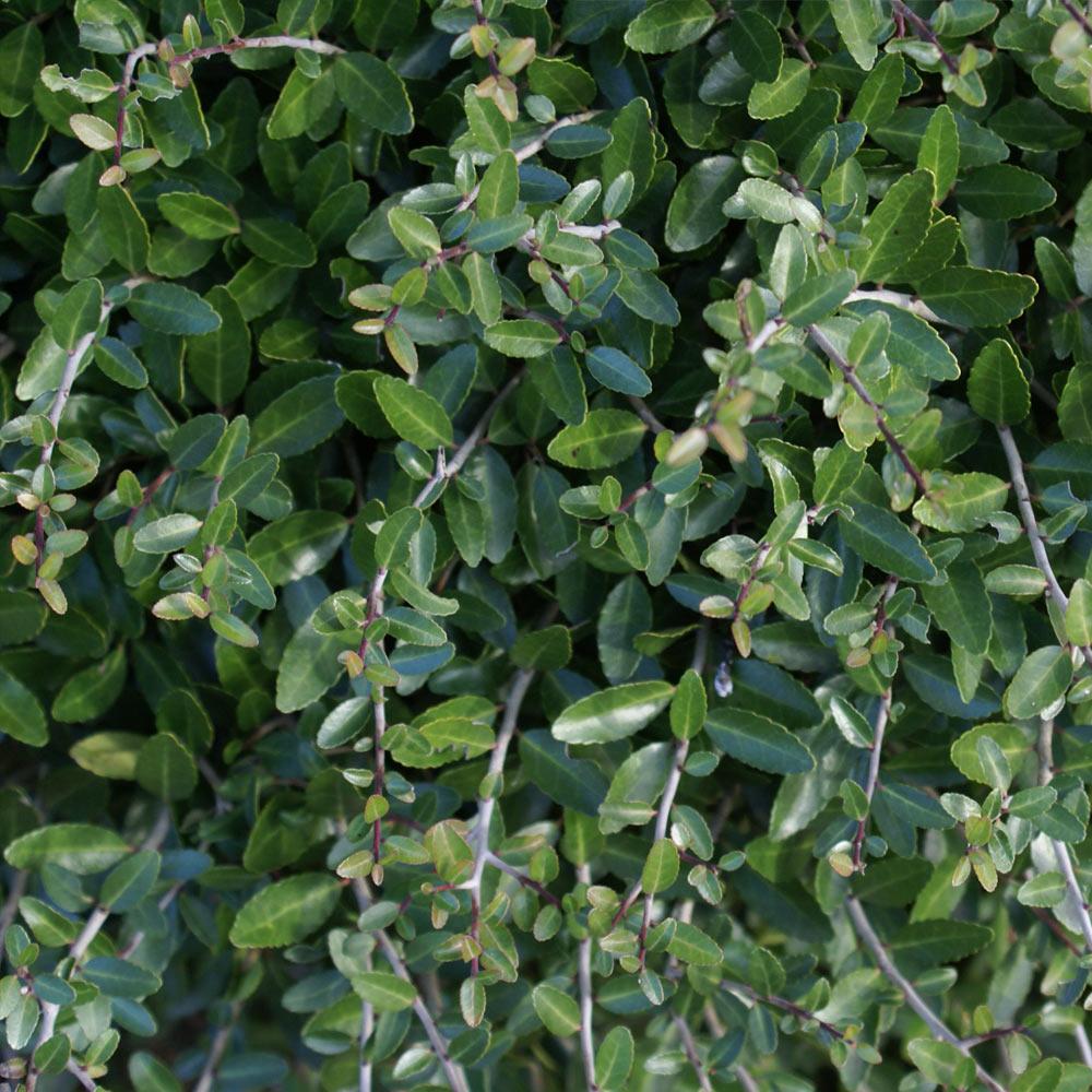 Dwarf Yaupon Holly Shrub