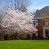 Yoshino Cherry Tree